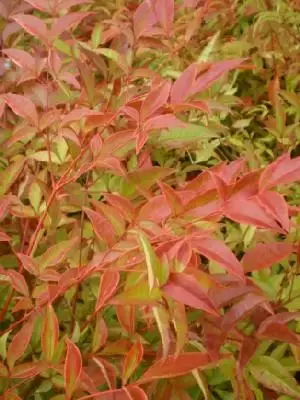 NANDINA domestica