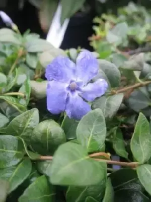 VINCA minor 'Marie'