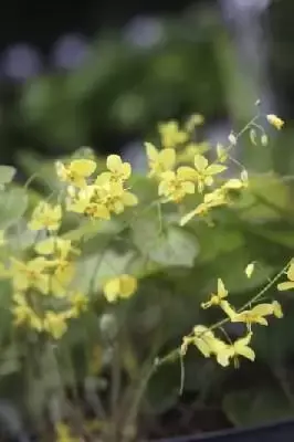 EPIMEDIUM x perralchicum 'Frohnleiten'