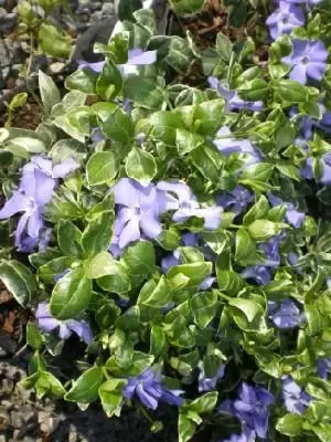VINCA minor 'Ralph Shugert'