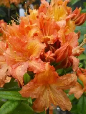 AZALEA 'Hotspur Red'