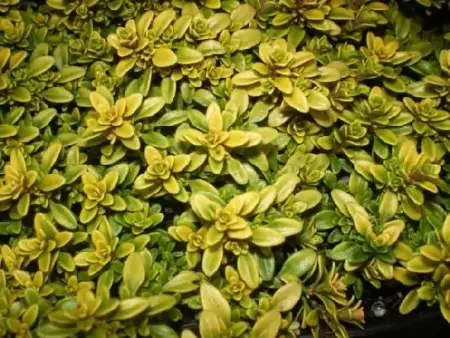 THYMUS pulegioides 'Bertram Anderson'