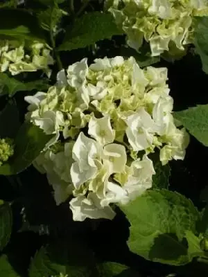 HYDRANGEA macrophylla 'Madame Emile Mouillere'