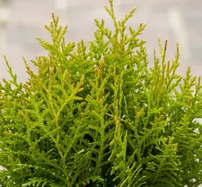 THUJA occidentalis 'Danica'