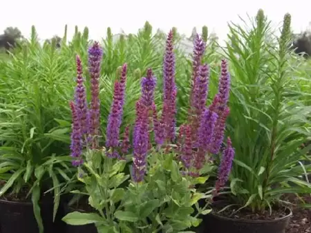 SALVIA nemorosa 'Ostfriesland'