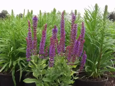 SALVIA nemorosa 'Ostfriesland'