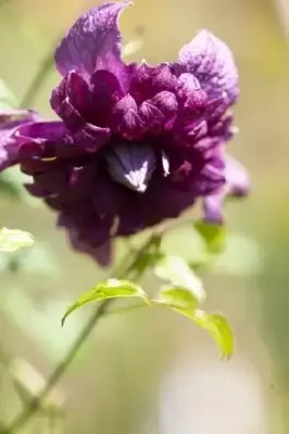 CLEMATIS 'Purpurea Plena Elegans'