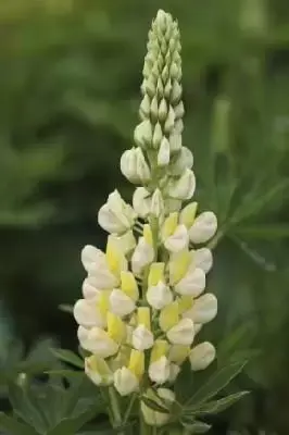 LUPINUS 'Gallery Yellow'