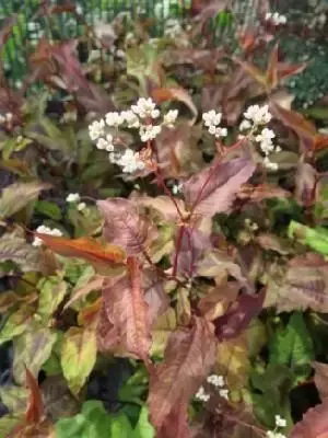 PERSICARIA microcephala 'Red Dragon'