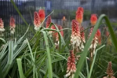 KNIPHOFIA caulescens