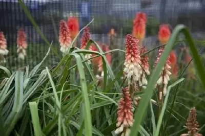 KNIPHOFIA caulescens