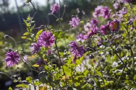 ANEMONE hupehensis japonica 'Pamina'