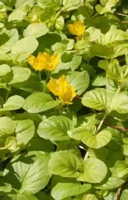 LYSIMACHIA nummularia 'Aurea'