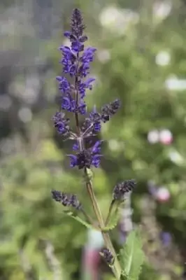 SALVIA x sylvestris 'Viola Klose'