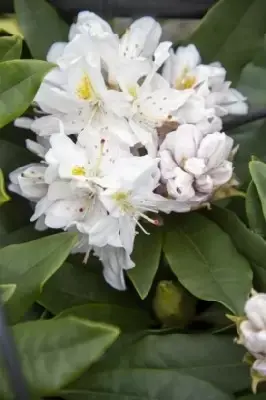 RHODODENDRON 'Madame Masson' - image 2