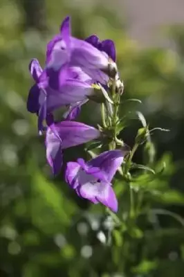 PENSTEMON 'Pensham Czar'