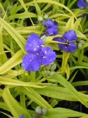 TRADESCANTIA x andersoniana 'Blue and Gold'