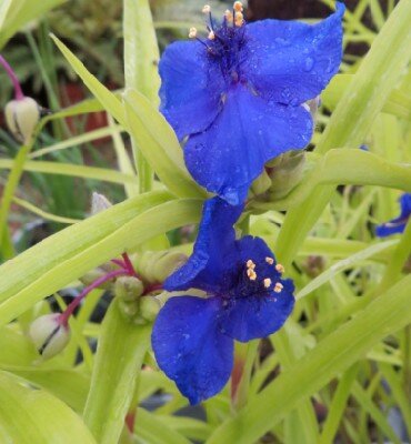 TRADESCANTIA x andersoniana 'Blue and Gold'