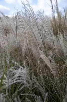 MISCANTHUS sinensis 'Gracillimus' - image 1