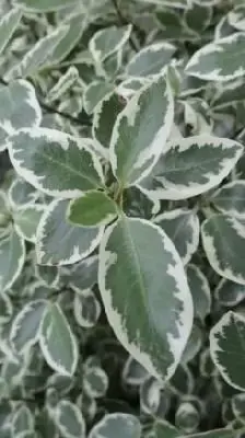 PITTOSPORUM 'Garnettii'