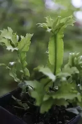 ASPLENIUM scol 'Cristatum' - image 1