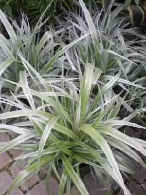 ASTELIA 'Silver Shadow'