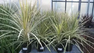 CORDYLINE australis 'Torbay Dazzler' - image 3