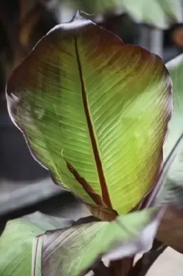 ENSETE ventricosum 'Maurelii' - image 2