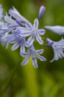 AGAPANTHUS 'Blue Storm' - image 2