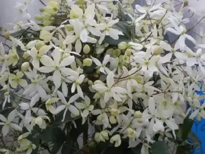 CLEMATIS armandii