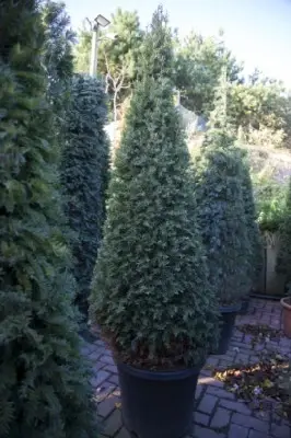 TAXUS baccata