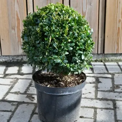 BUXUS sempervirens