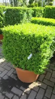 BUXUS sempervirens Cubed