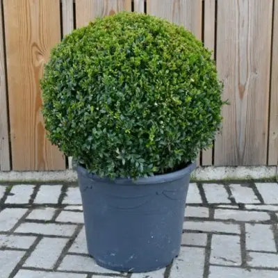BUXUS sempervirens