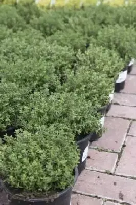 THYMUS vulgaris (THYME COMMON)