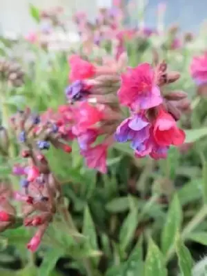 PULMONARIA 'Raspberry Splash'
