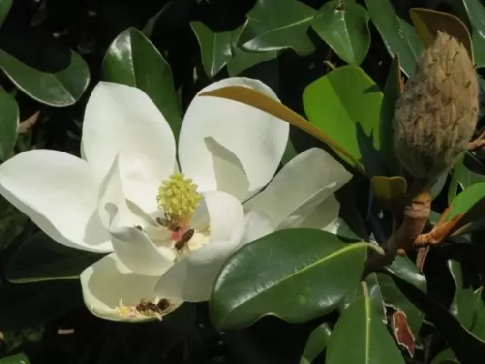 Gallisoniensis chat magnolia grand Evergreen Magnolia