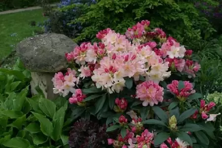 RHODODENDRON 'Percy Wiseman'