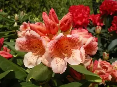 RHODODENDRON 'Firelight'