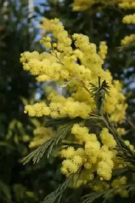 ACACIA dealbata - image 3