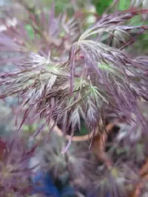 ACER palmatum dissectum 'Crimson Queen' - image 1