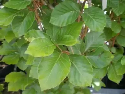 FAGUS sylvatica 'Dawyck Gold'