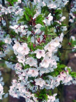 PRUNUS 'Snow Goose'
