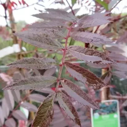 SORBUS vilmorinii