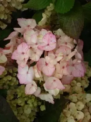 HYDRANGEA 'Preziosa'