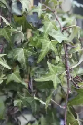 HEDERA helix 'Sagittifolia'