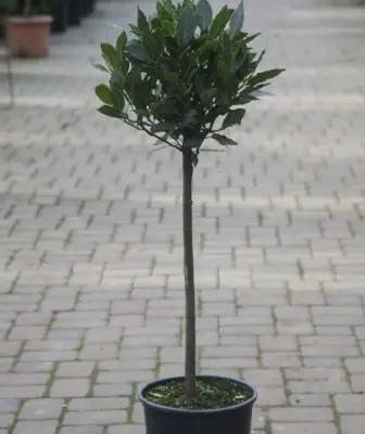 LAURUS nobilis Half Standard - image 2