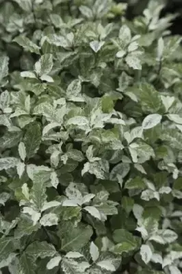 PITTOSPORUM tenuifolium 'Irene Paterson'