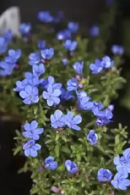 GLANDORA prostrata 'Heavenly Blue'
