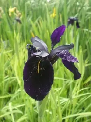 IRIS chrysographes 'Black Form' - image 1